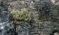 <center>Le minéral et le végétal ; entre roche poreuse et roche vitreuse. pierre ponce, obsidienne,roche volcanique.volcan,eoliennes 